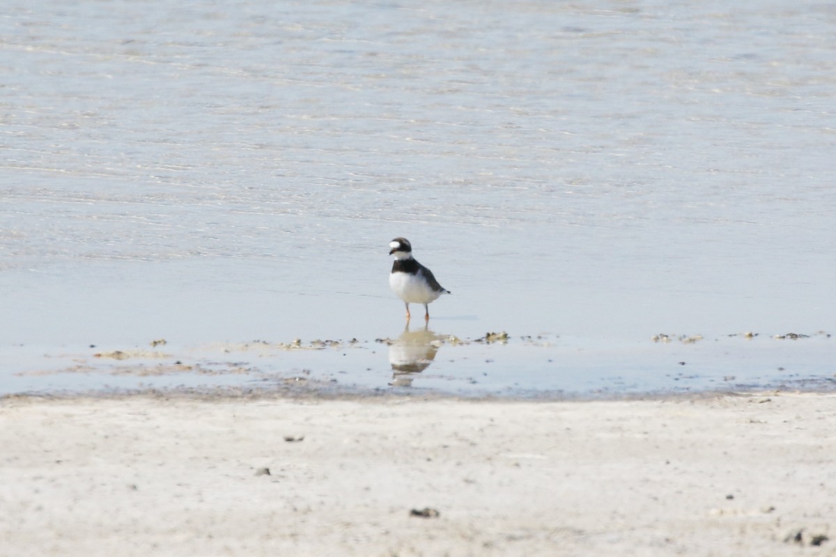 Common Ringed Plover - ML617512299