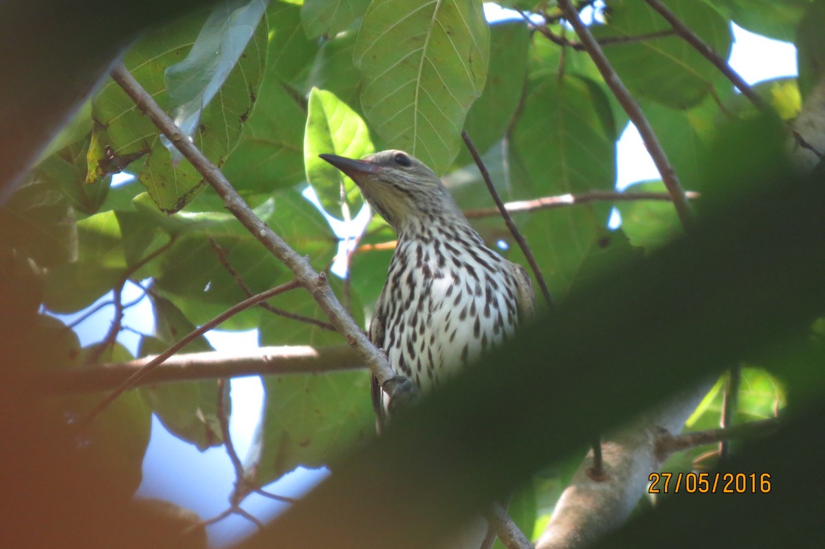 Olive-backed Oriole - ML617512315