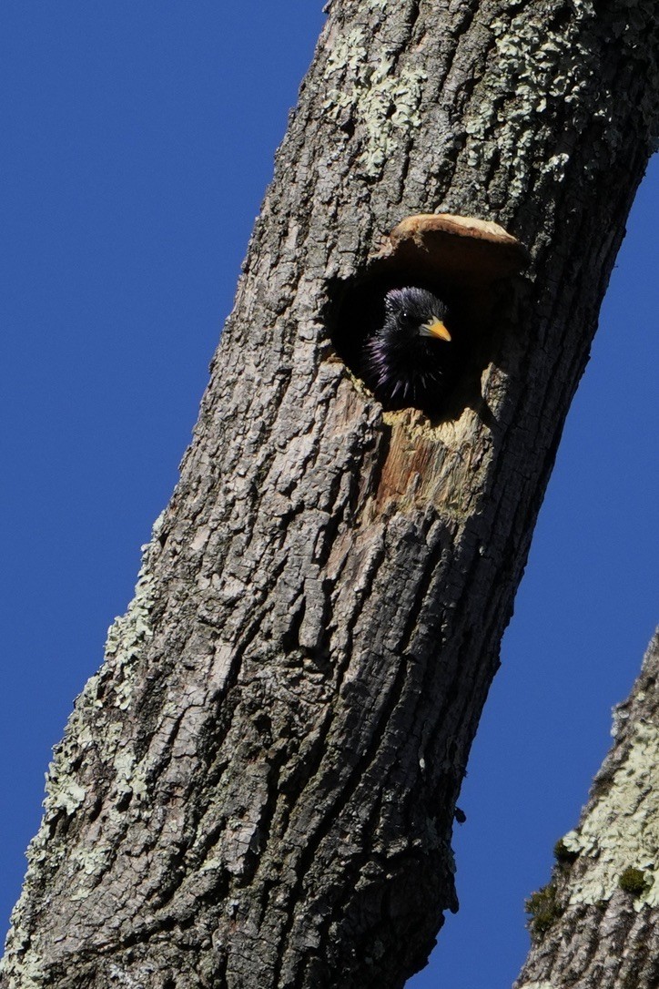 špaček obecný - ML617512327