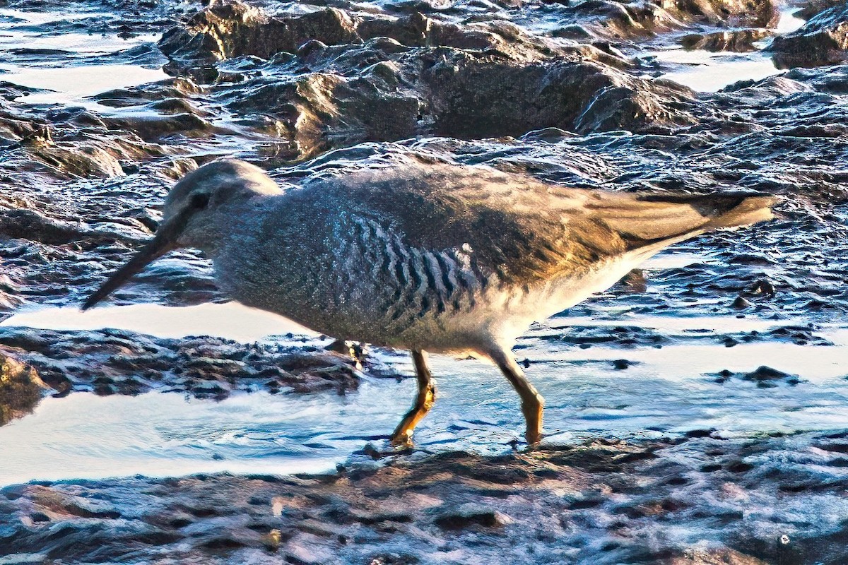 Gray-tailed Tattler - ML617512330