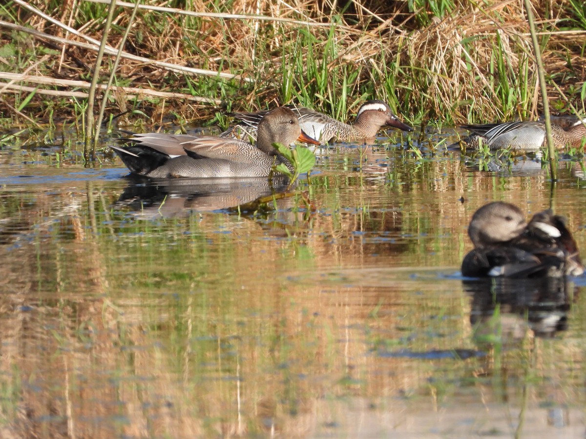 Gadwall - ML617512353