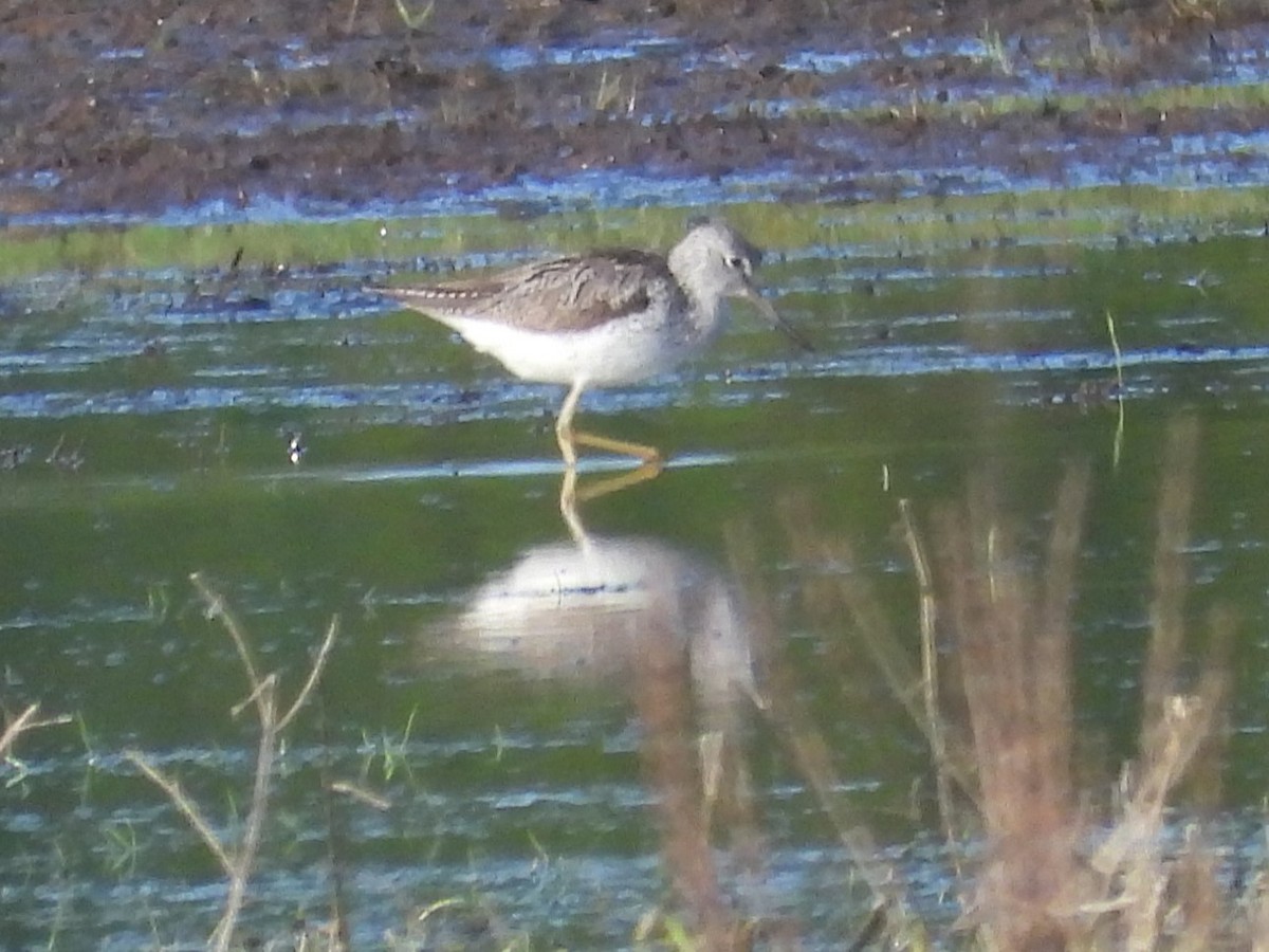 Common Greenshank - ML617512355