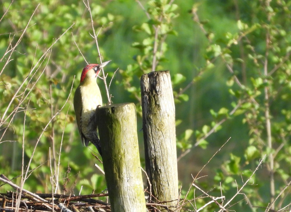 Eurasian Green Woodpecker - ML617512358