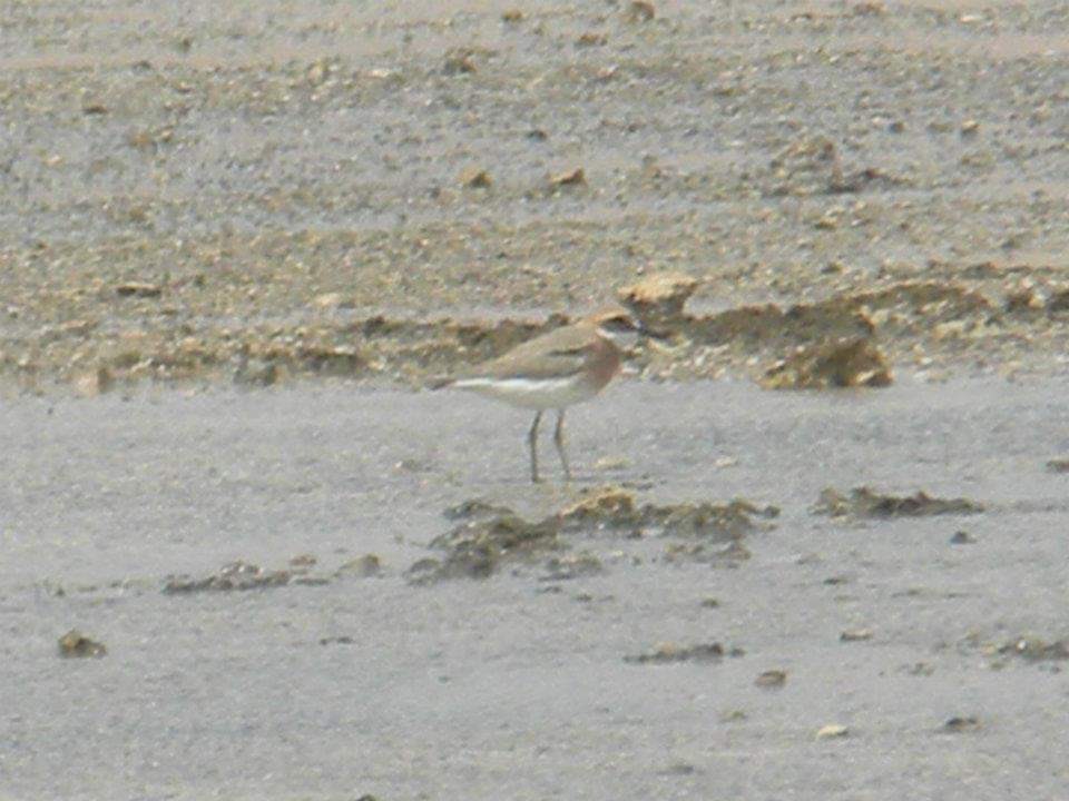 Greater Sand-Plover - ML617512405