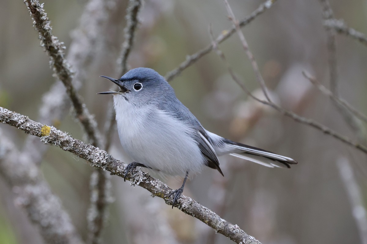 Blue-gray Gnatcatcher - Brad Carlson