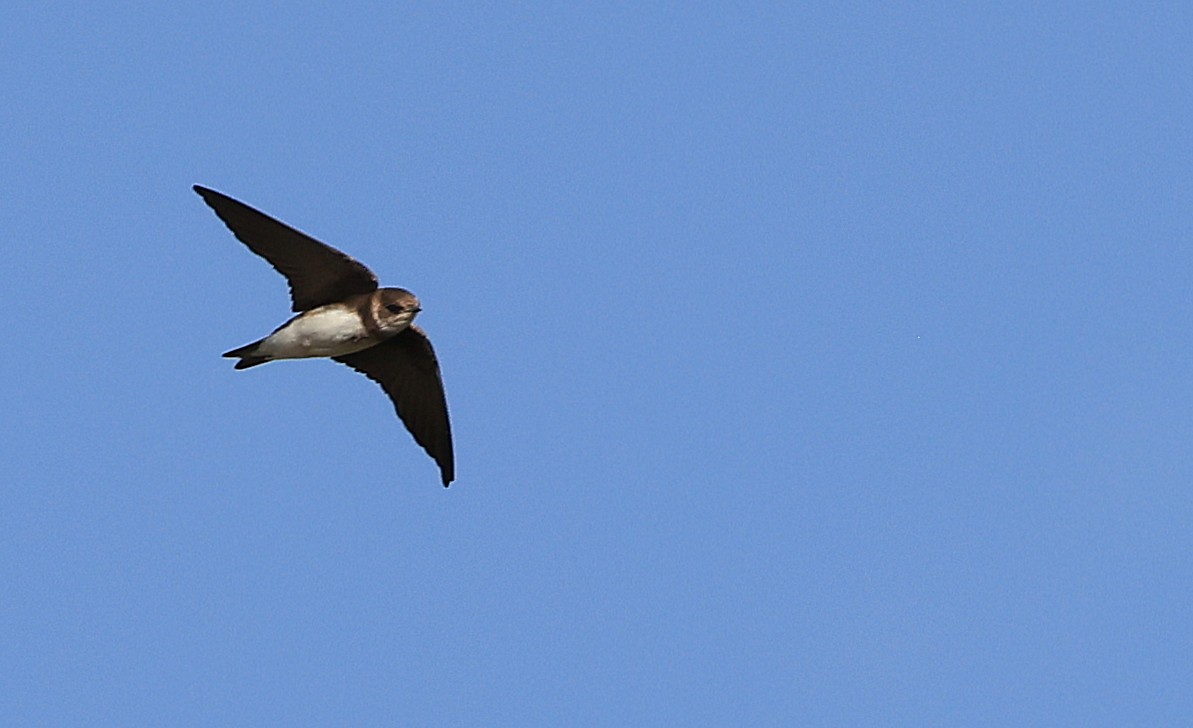 Bank Swallow - ML617512486