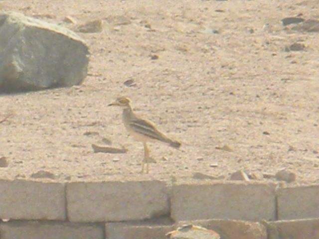 Eurasian Thick-knee - ML617512553