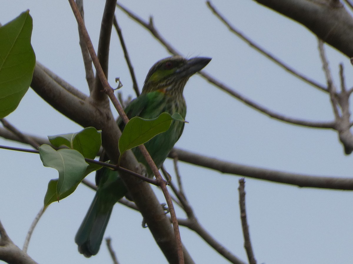 Green-eared Barbet - ML617512554