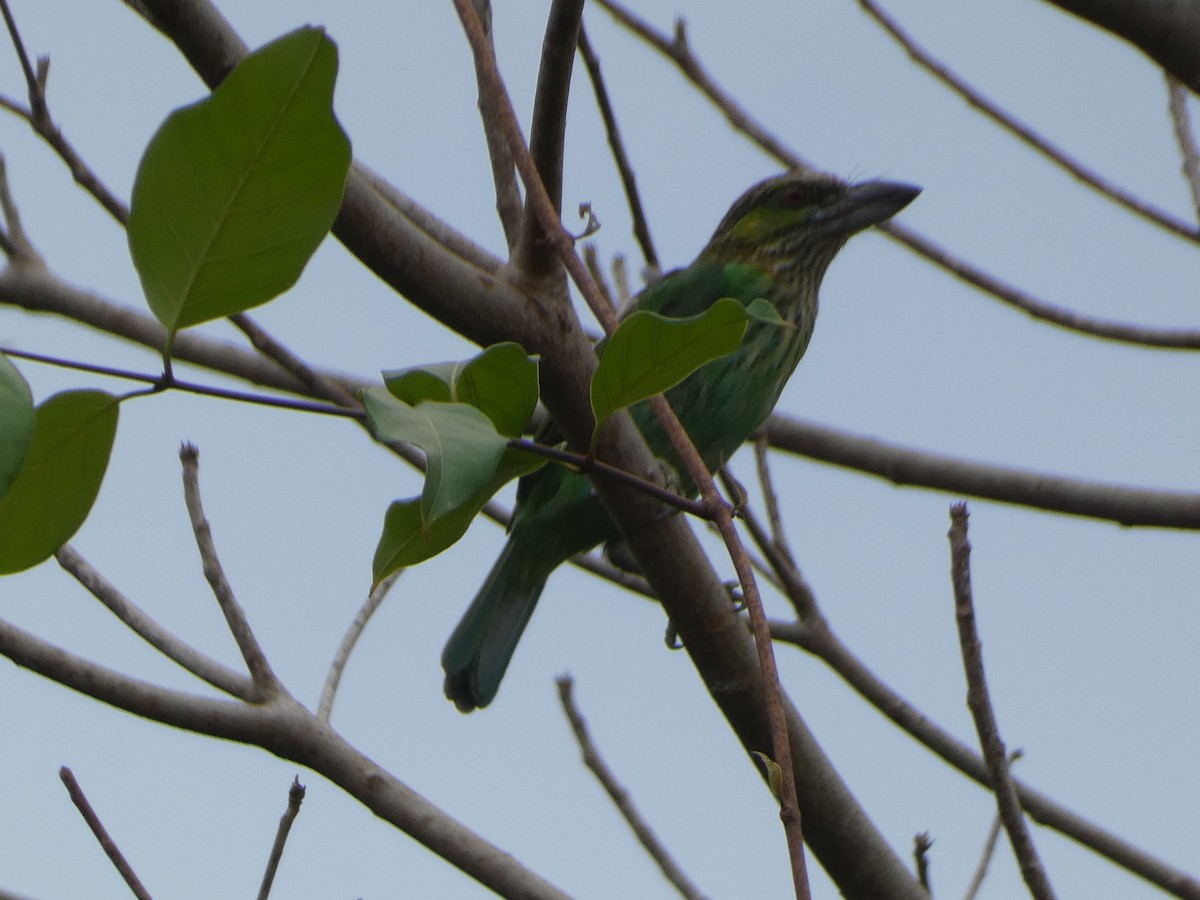 Green-eared Barbet - Mike Tuer