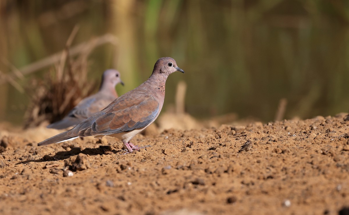 Laughing Dove - Patrick MONNEY