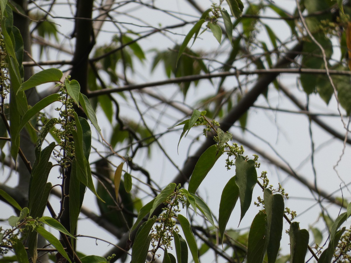 barbet zelenouchý - ML617512558