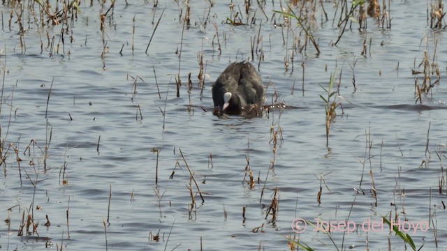 Eurasian Coot - ML617512567