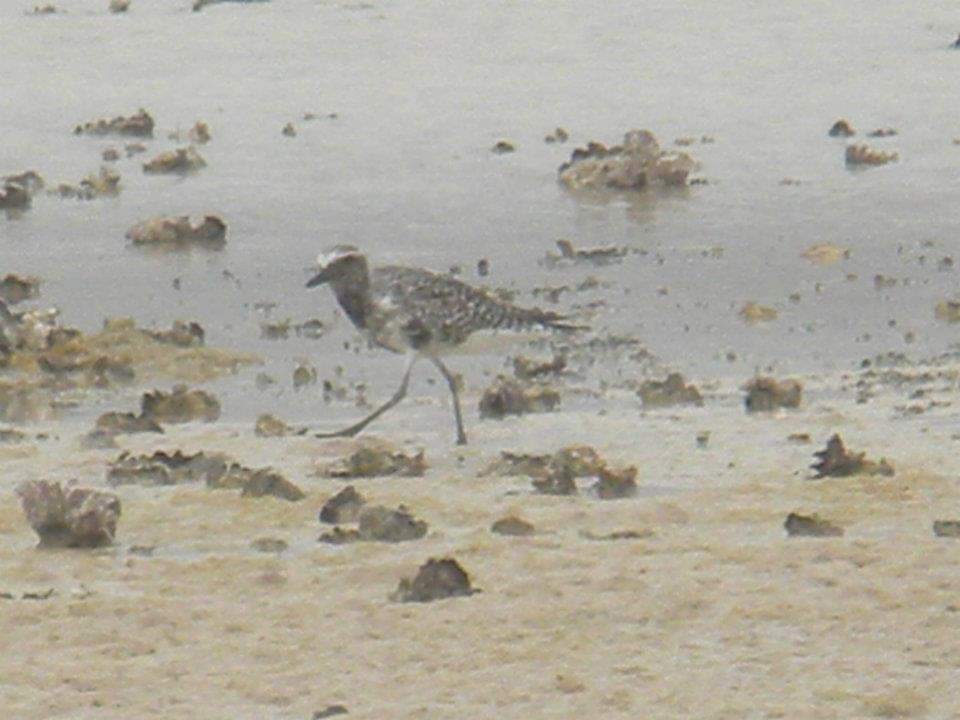 Black-bellied Plover - Alex Trollope