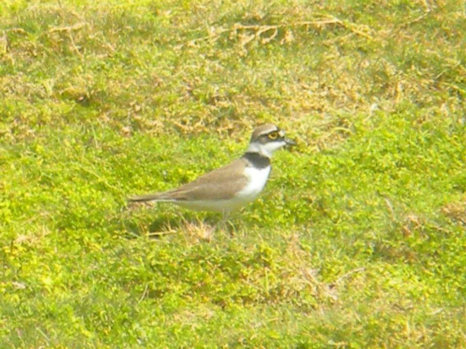 Little Ringed Plover - Alex Trollope