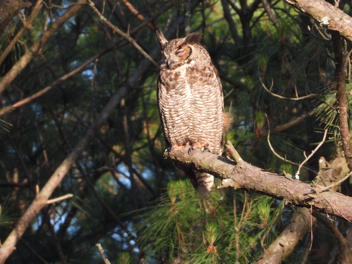 Great Horned Owl - ML617512580