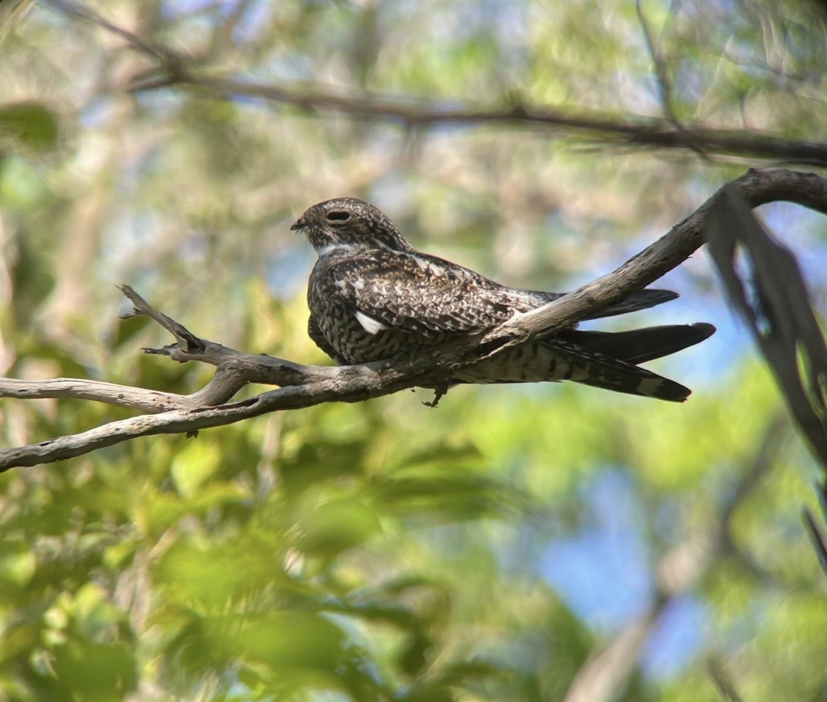 Antillean Nighthawk - Emily Hood