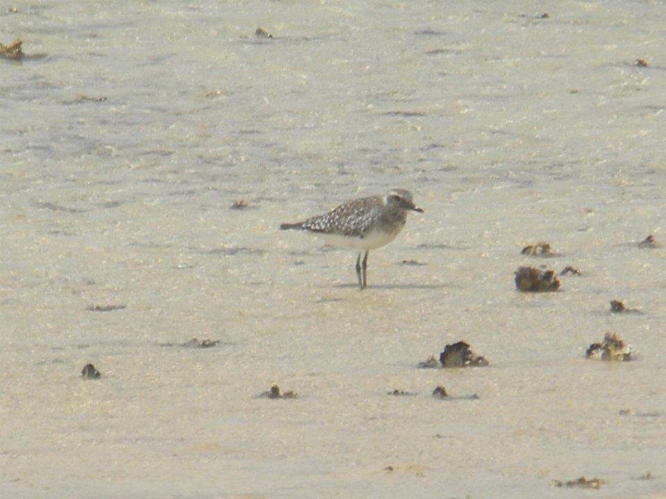 Black-bellied Plover - Alex Trollope