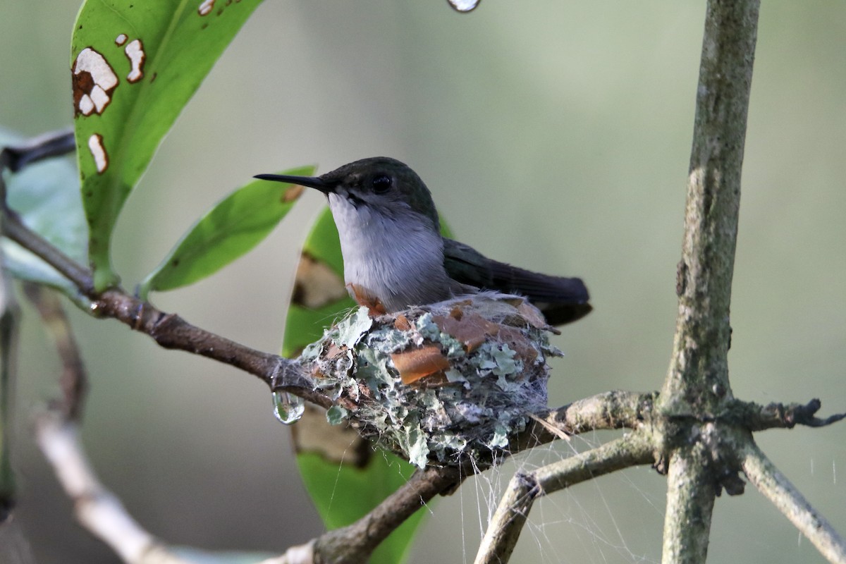 Vervain Hummingbird - ML617512611