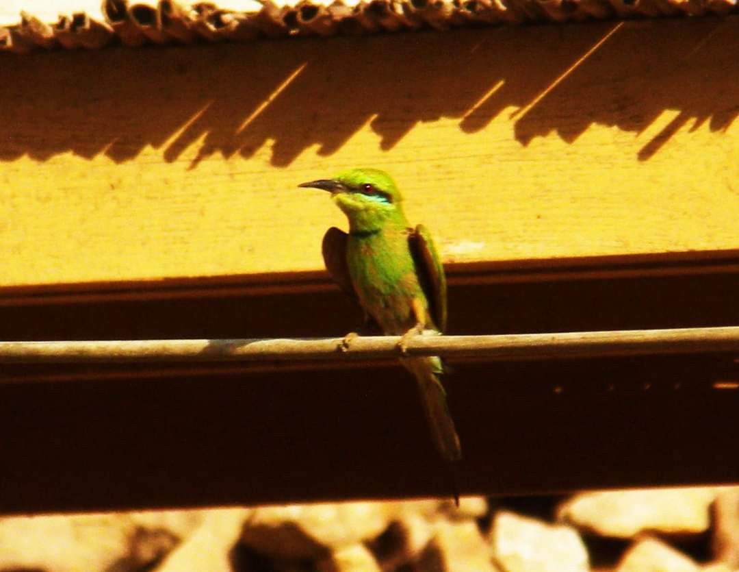 African Green Bee-eater - ML617512631