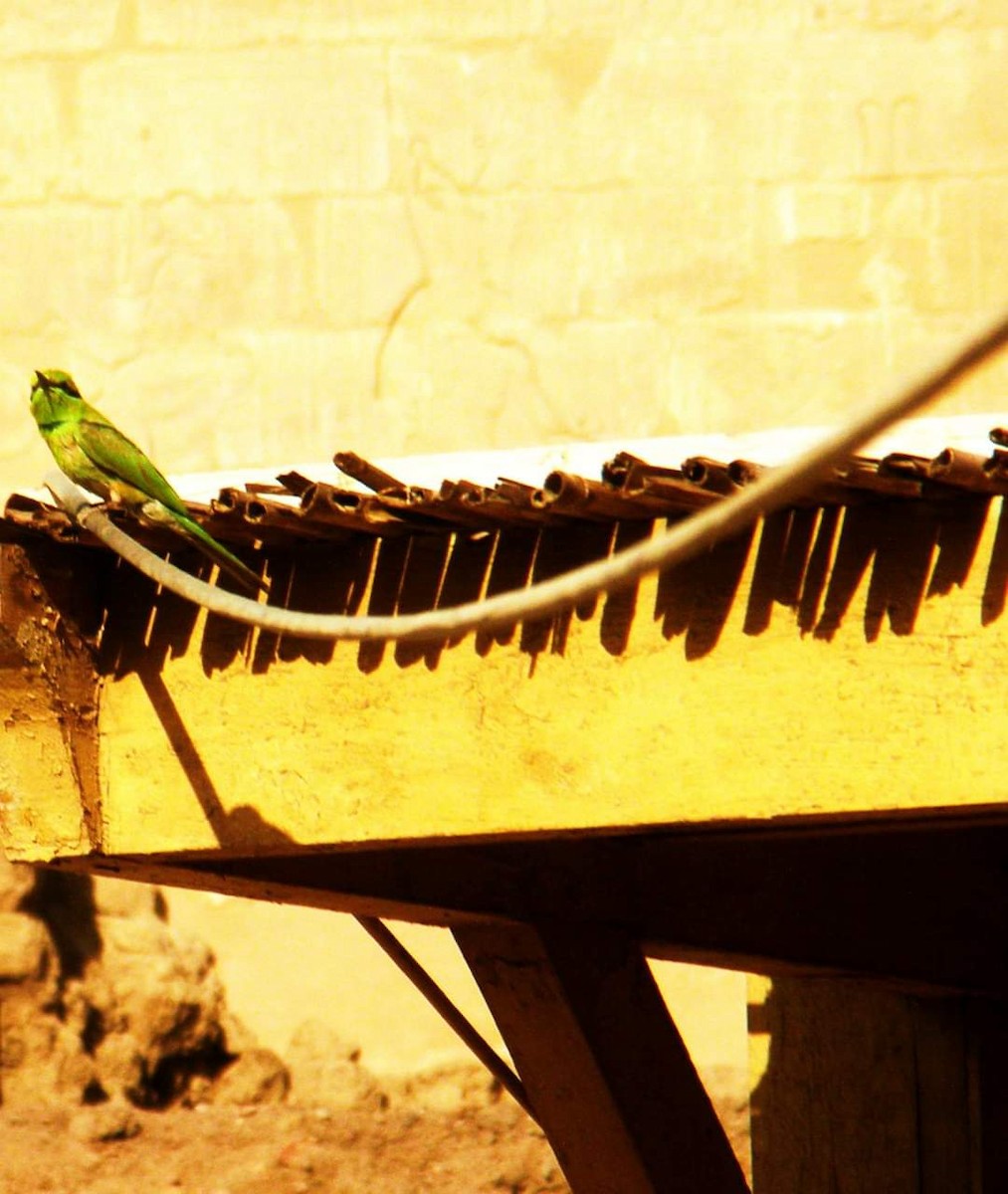 African Green Bee-eater - ML617512632