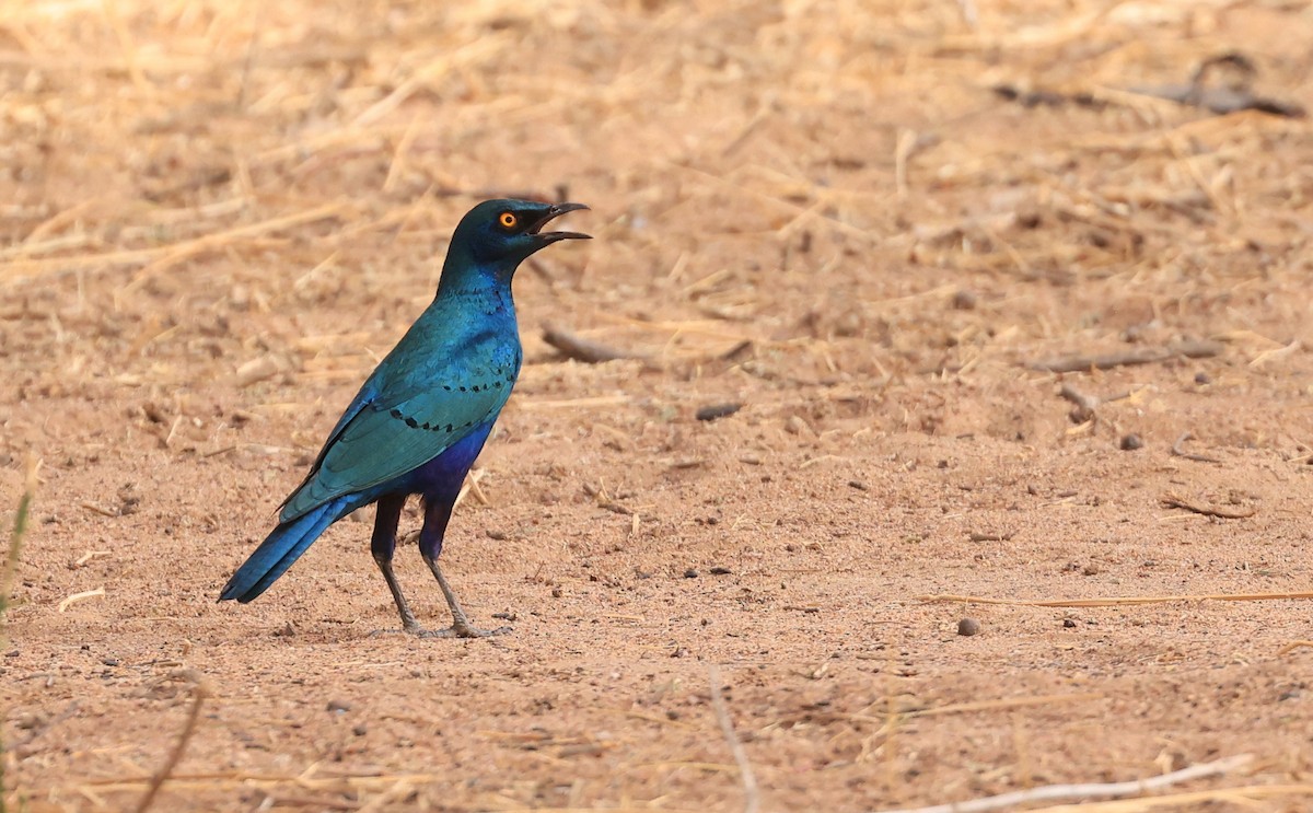 Greater Blue-eared Starling - Patrick MONNEY