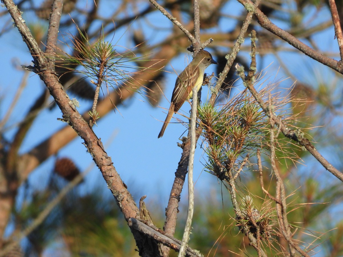 Great Crested Flycatcher - ML617512663