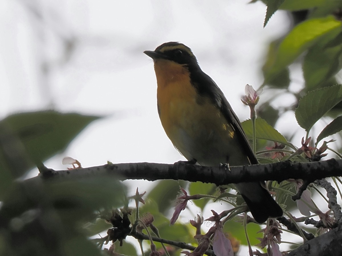 Narcissus Flycatcher - Keishi Tsukamoto