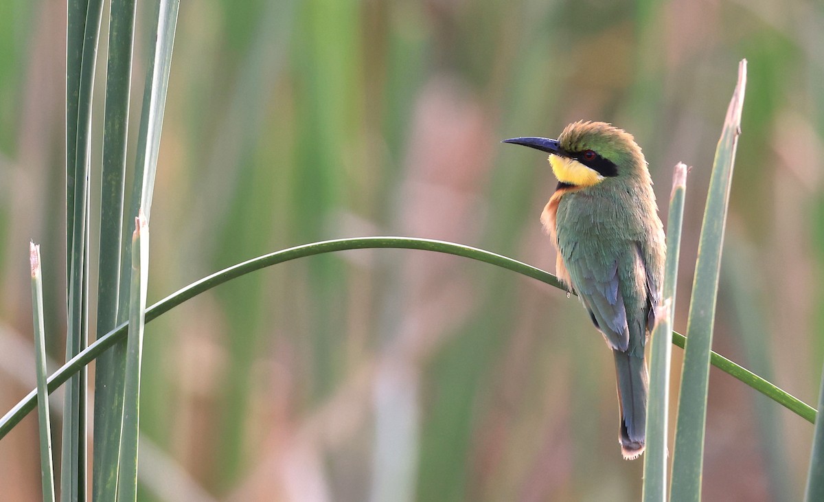 Little Bee-eater - Patrick MONNEY