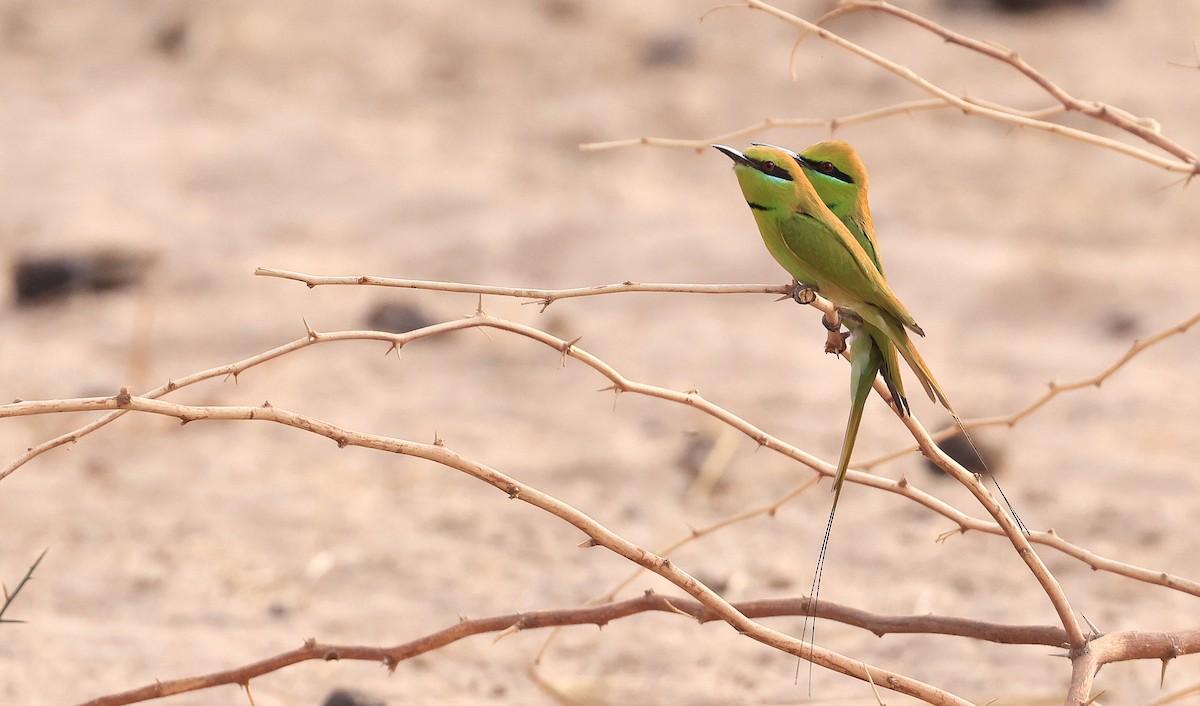 African Green Bee-eater - Patrick MONNEY