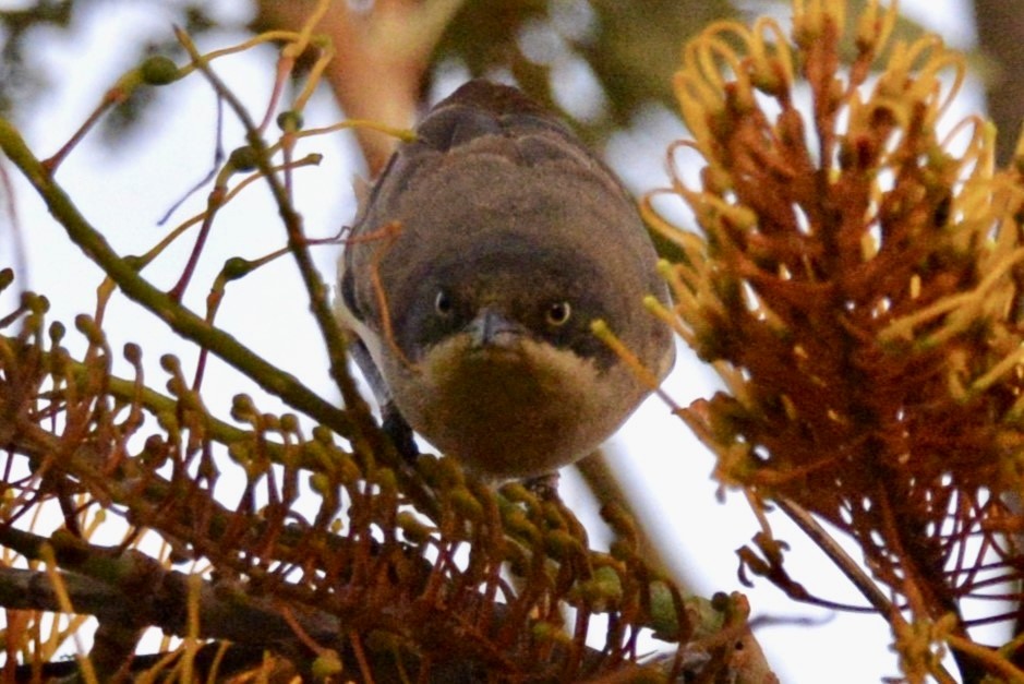 Western Orphean Warbler - ML617512691