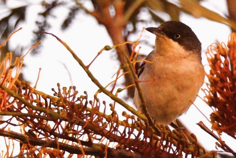 Western Orphean Warbler - ML617512692