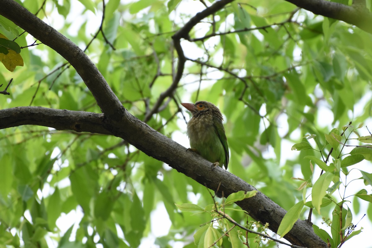 Brown-headed Barbet - ML617512715