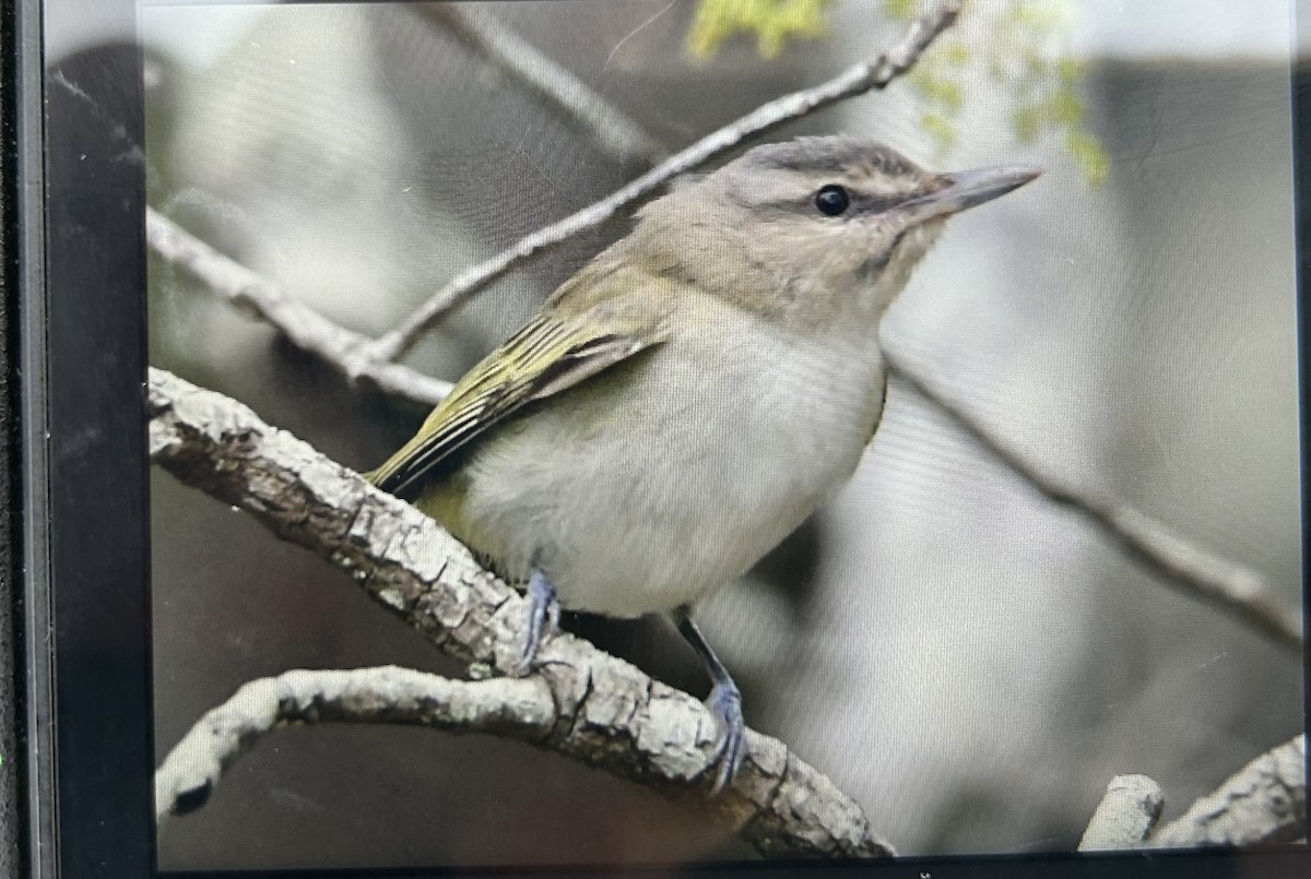 Black-whiskered Vireo - ML617512724