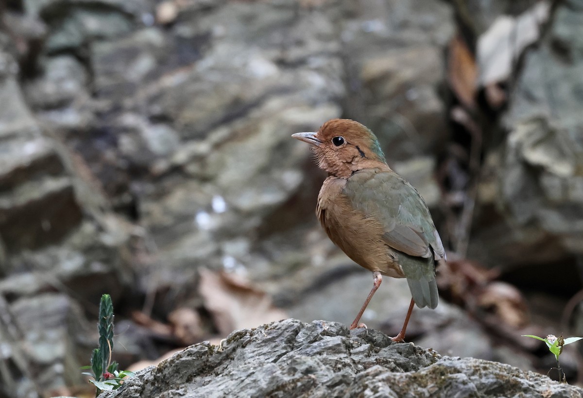 blånakkepitta - ML617512787