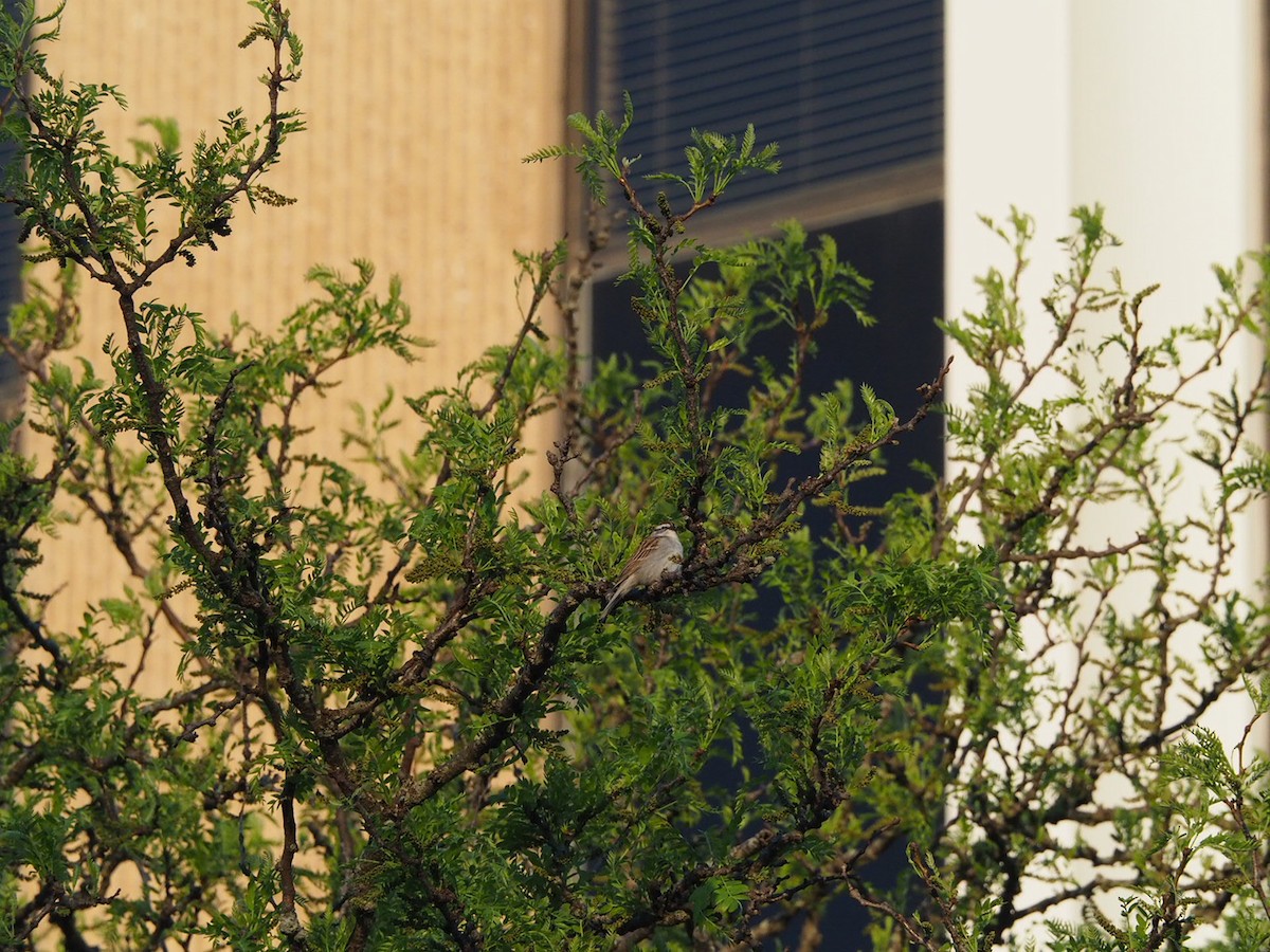 Chipping Sparrow - ML617512791