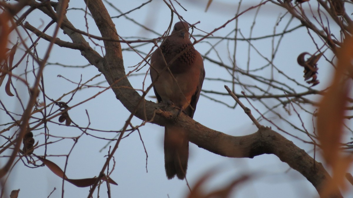 Tórtola Senegalesa - ML617512804