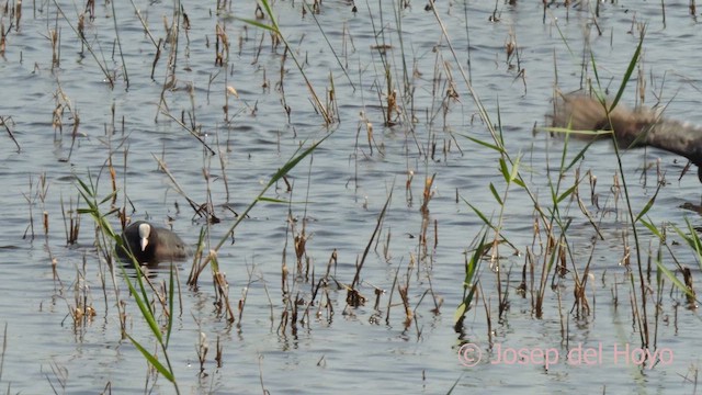 Eurasian Coot - ML617512805