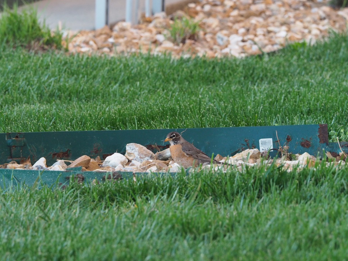 American Robin - ML617512808