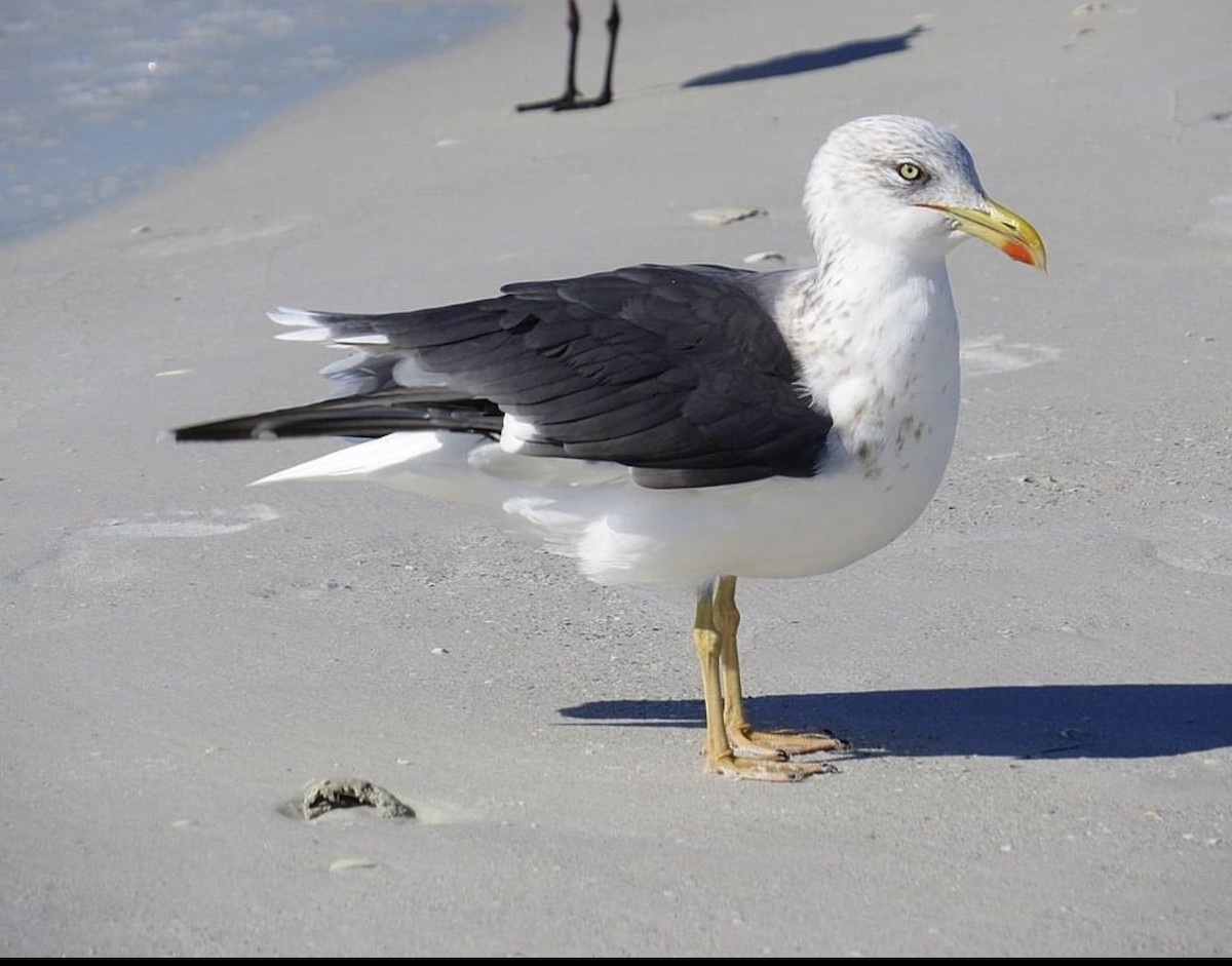 Lesser Black-backed Gull - ML617512827