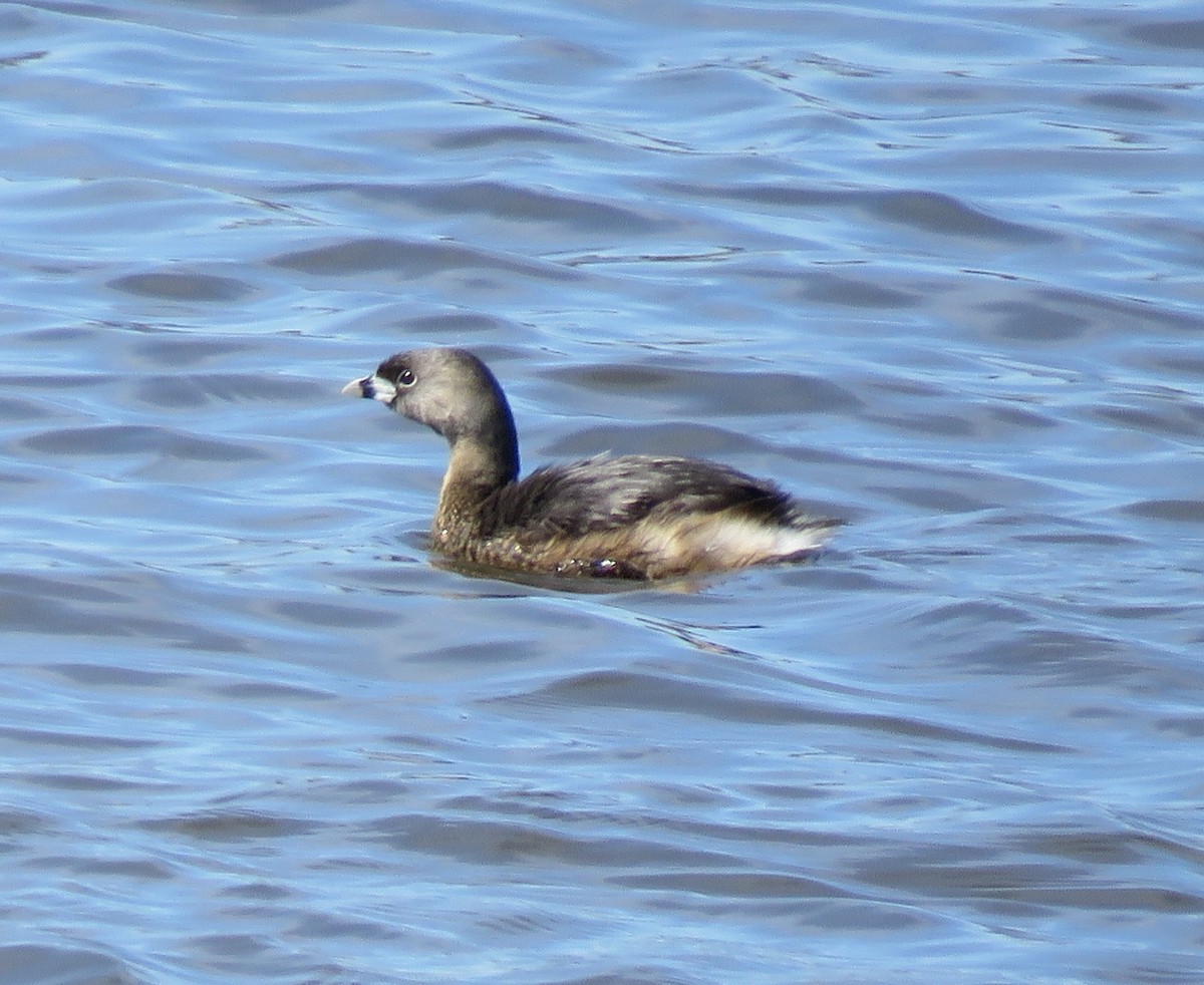 Pied-billed Grebe - ML617512828