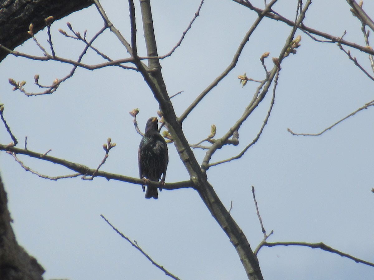 European Starling - ML617512938