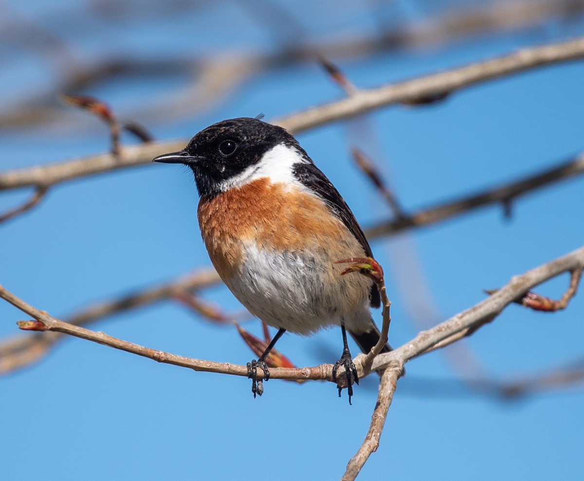 European Stonechat - ML617512940