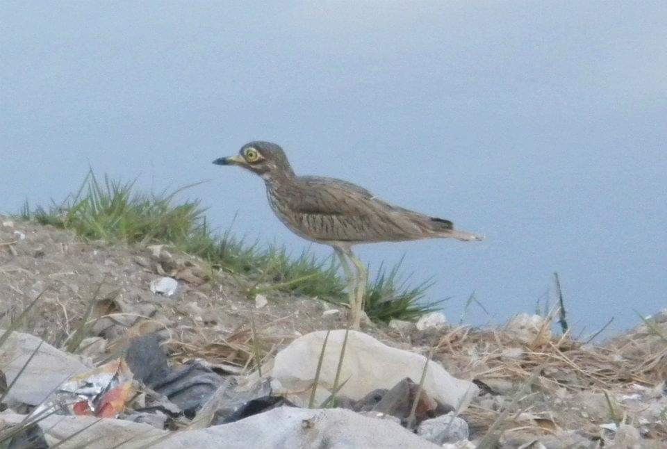 Senegal Thick-knee - ML617512953