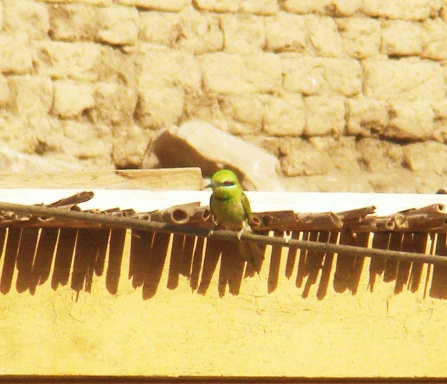 African Green Bee-eater - ML617512977