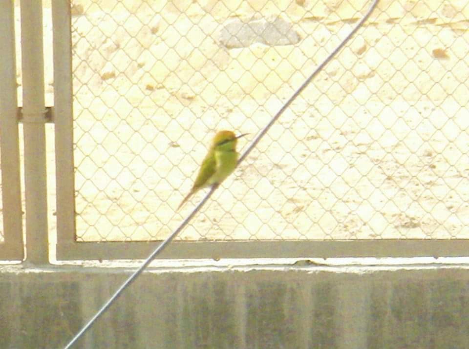 African Green Bee-eater - ML617512980