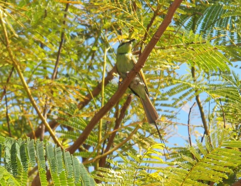 African Green Bee-eater - ML617512981