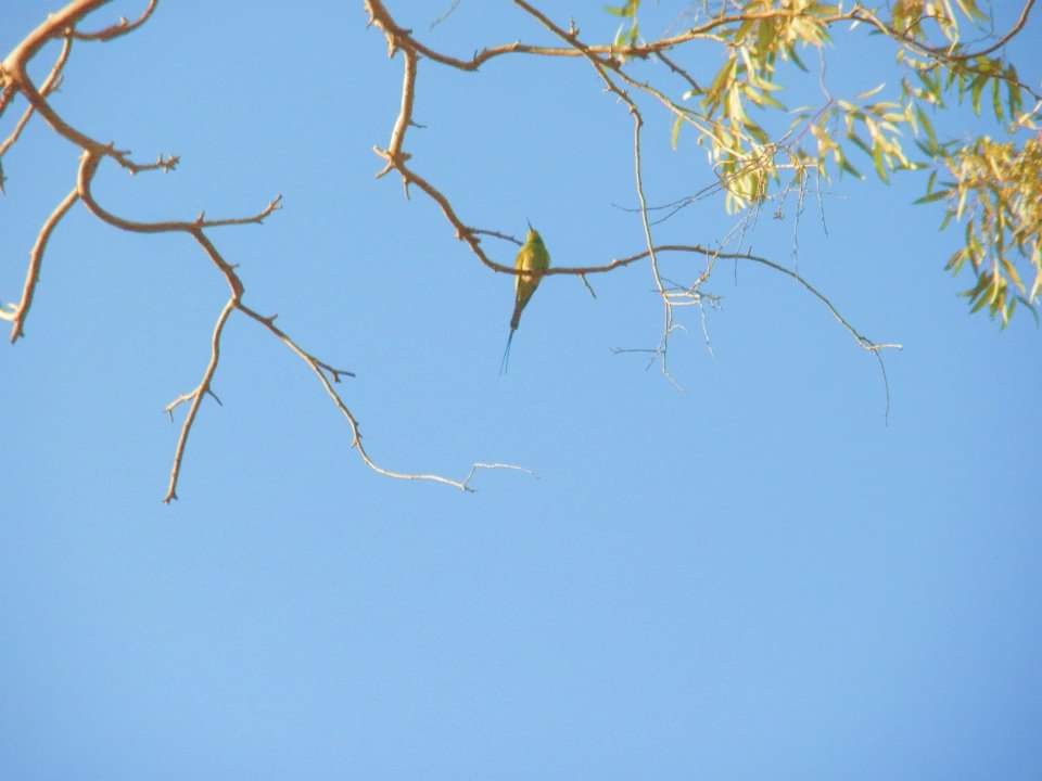 African Green Bee-eater - ML617512982