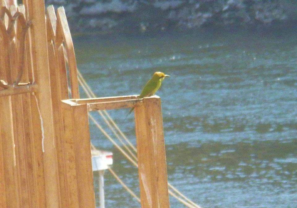 African Green Bee-eater - ML617513010