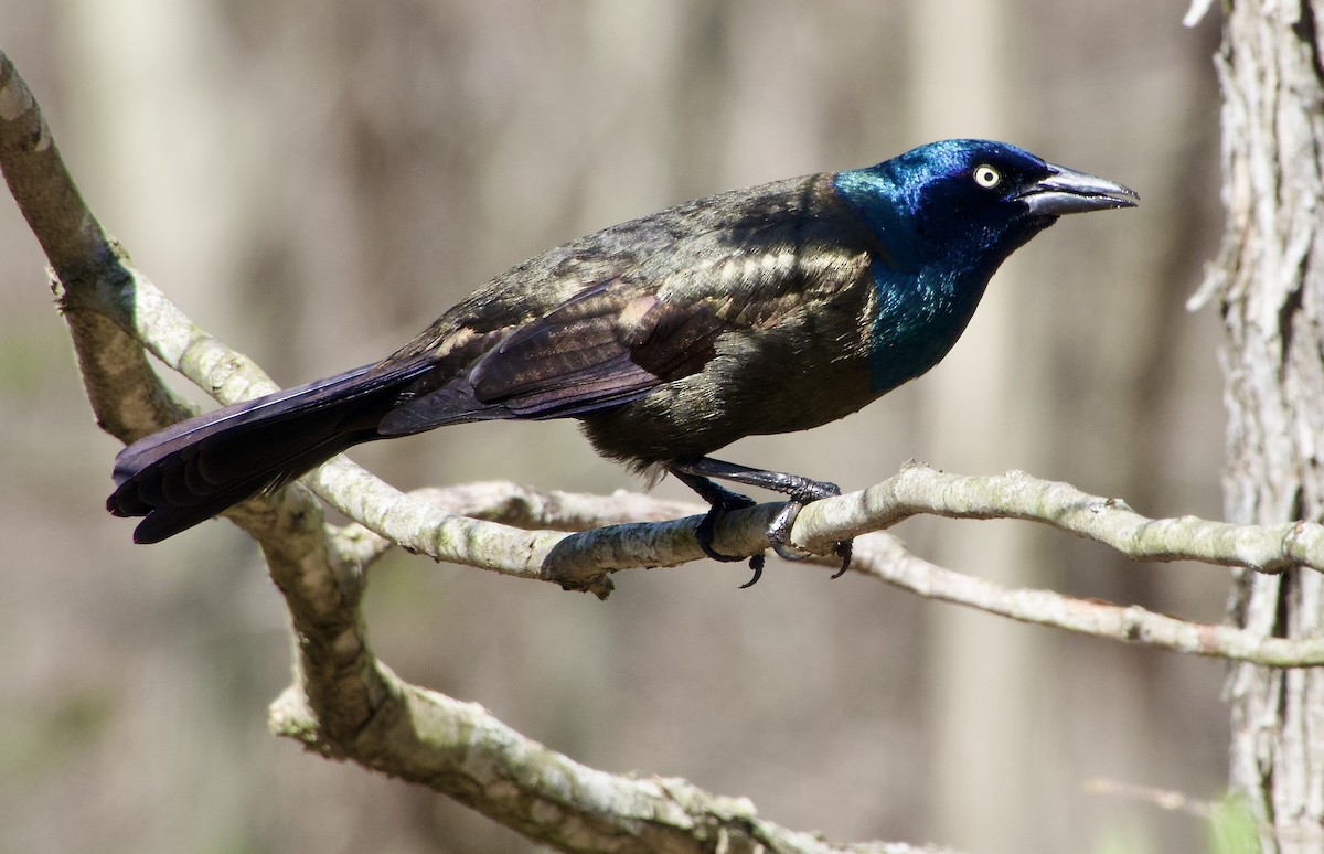 Common Grackle - ML617513054