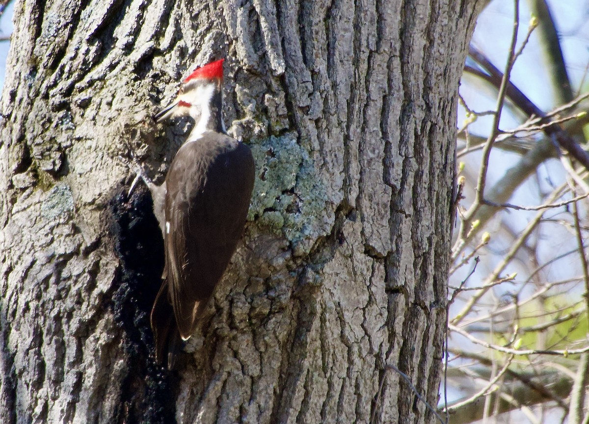 Pileated Woodpecker - ML617513084